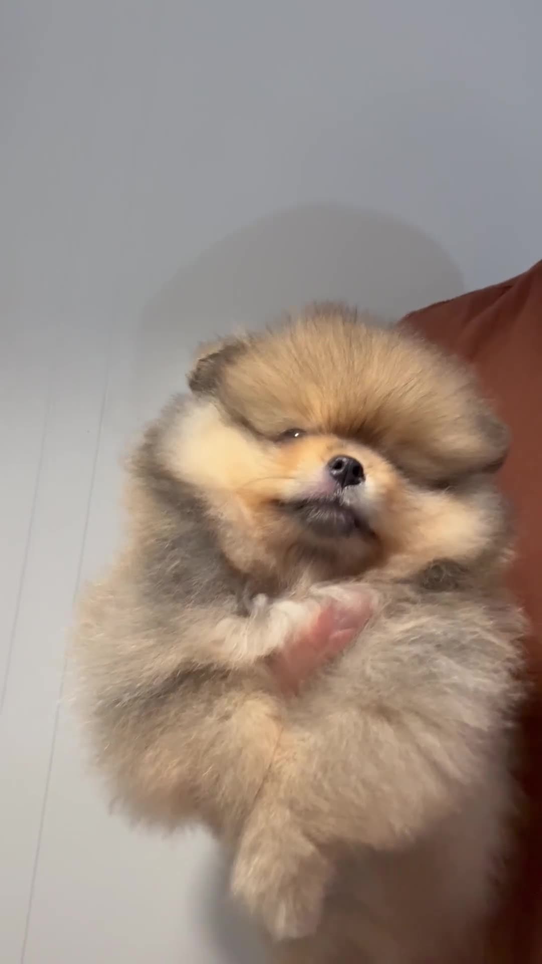 Pomerania perros en venta: Dos preciosas hembras Pomerania color sable - Video 3