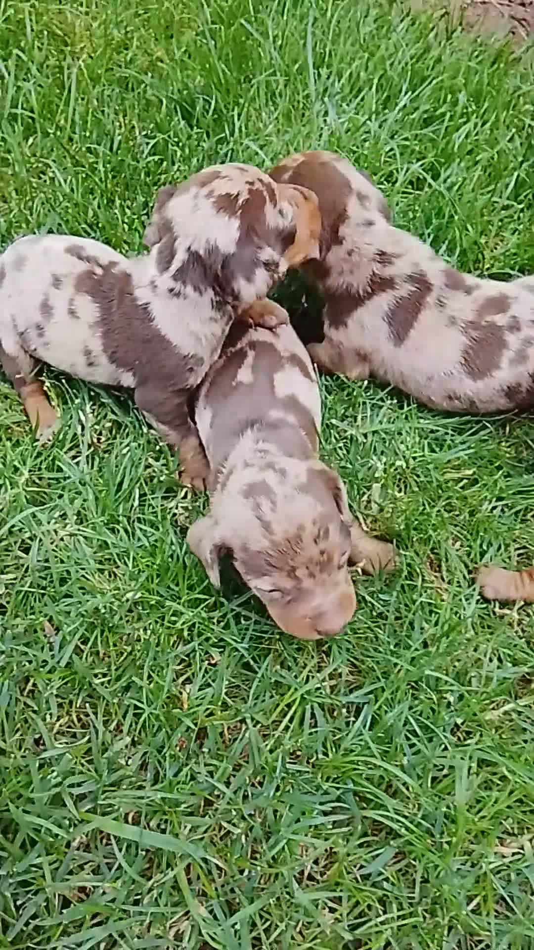 Teckel perros en venta: Teckel arlequín chocolate  - Video 2