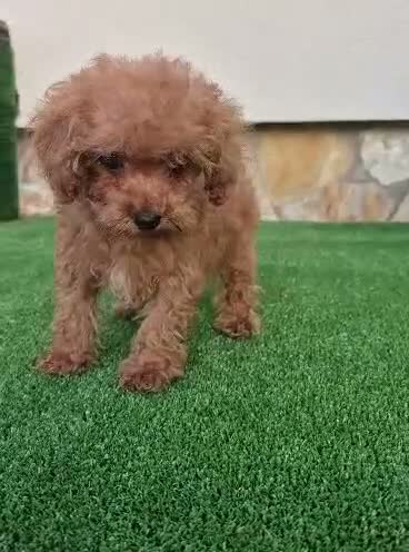 Caniche Toy perros en venta: caniche toy  - Video 1