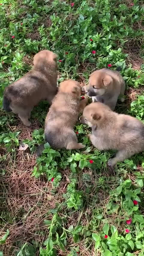 Shiba Inu perros en venta: SHIBA INU - Video 2