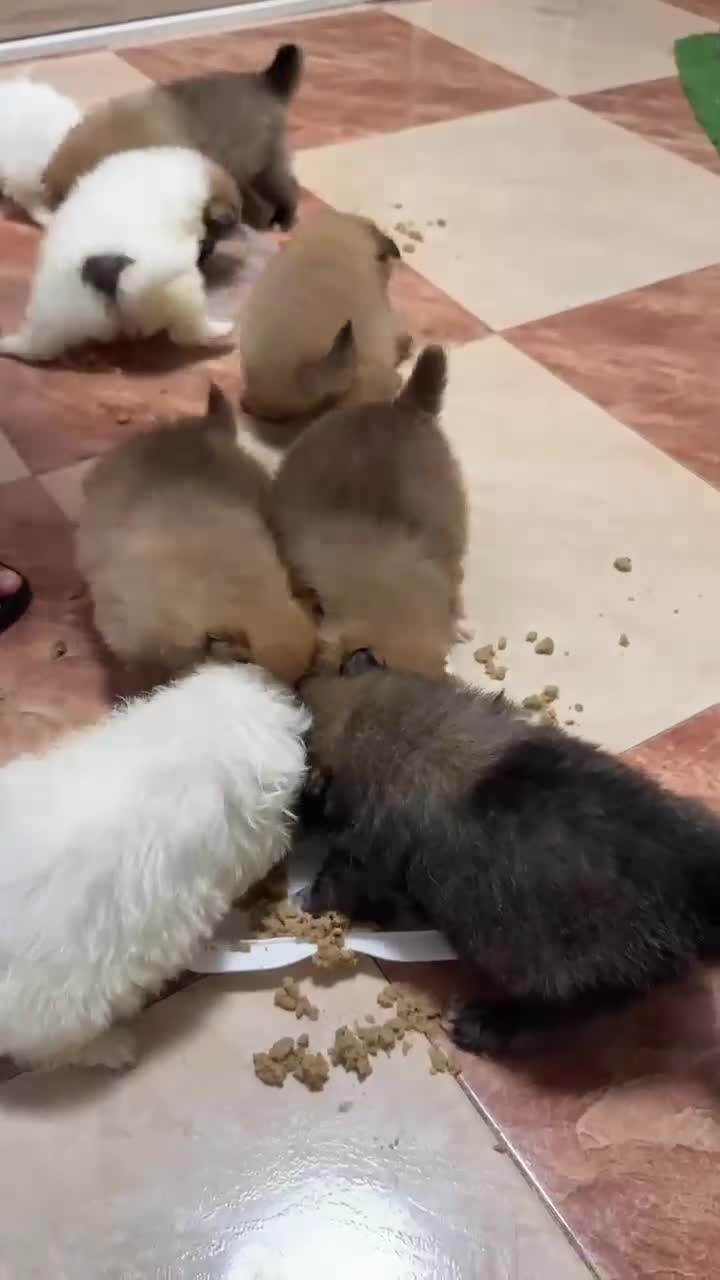 Pomerania perros en venta: ECONÓMICOS Disponible Hembras y 2 macho POMERANIA - Video 5