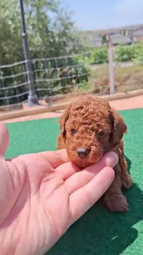 Caniche Toy perros en venta: Caniches toy machos - Video 2