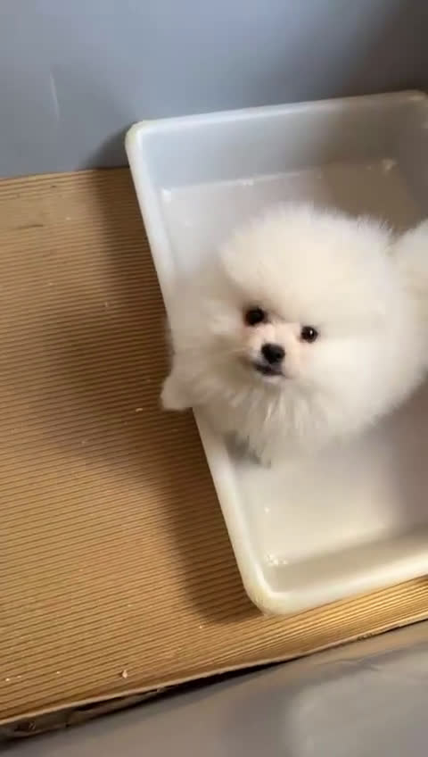 Pomerania perros en venta: Pomerania toy blanco  - Video 1
