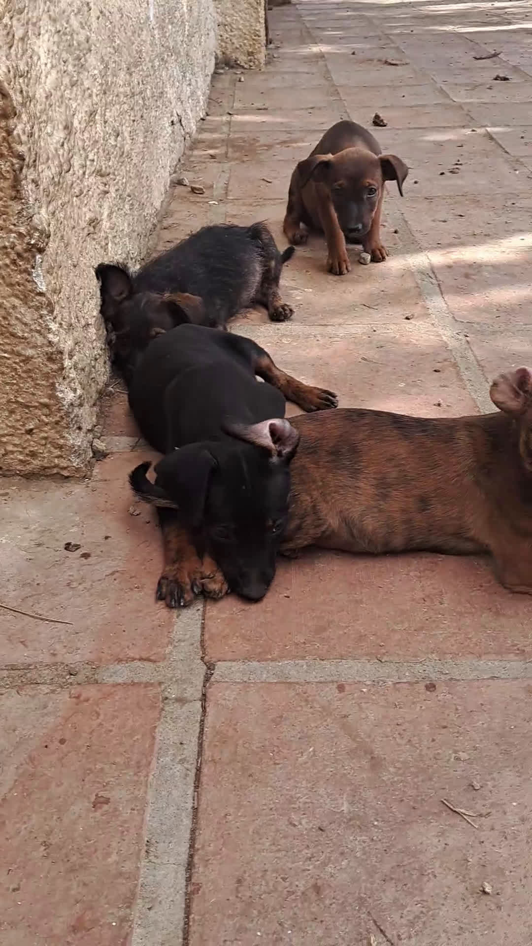 Pinscher Miniatura perros en adopcion: Mestizo mini pincher  - Video 1