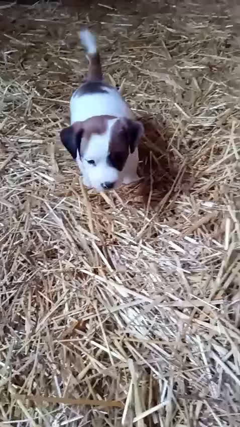 Jack Russell Terrier perros en venta: Camada de Jack Russell terrier - Video 1