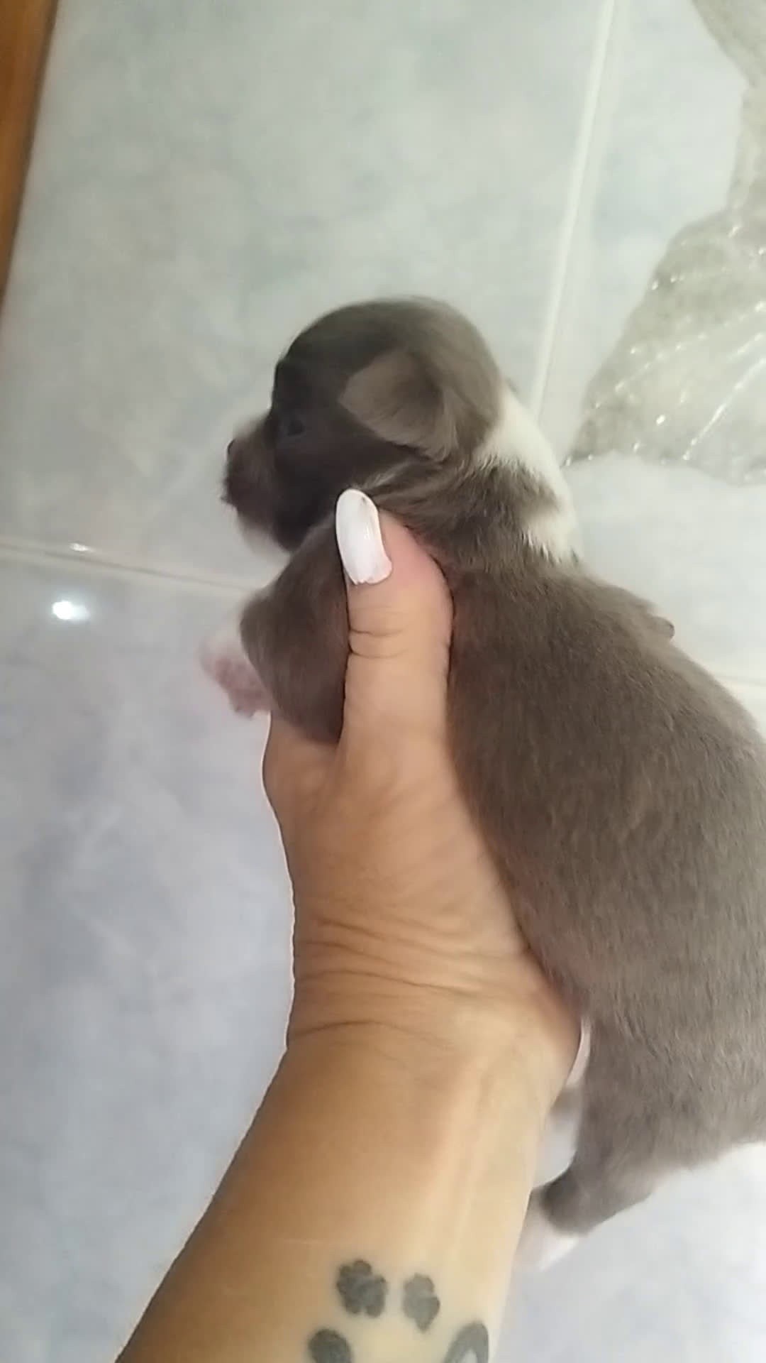 Chihuahua perros en venta: Chihuahua Toy pura raza - Video 1