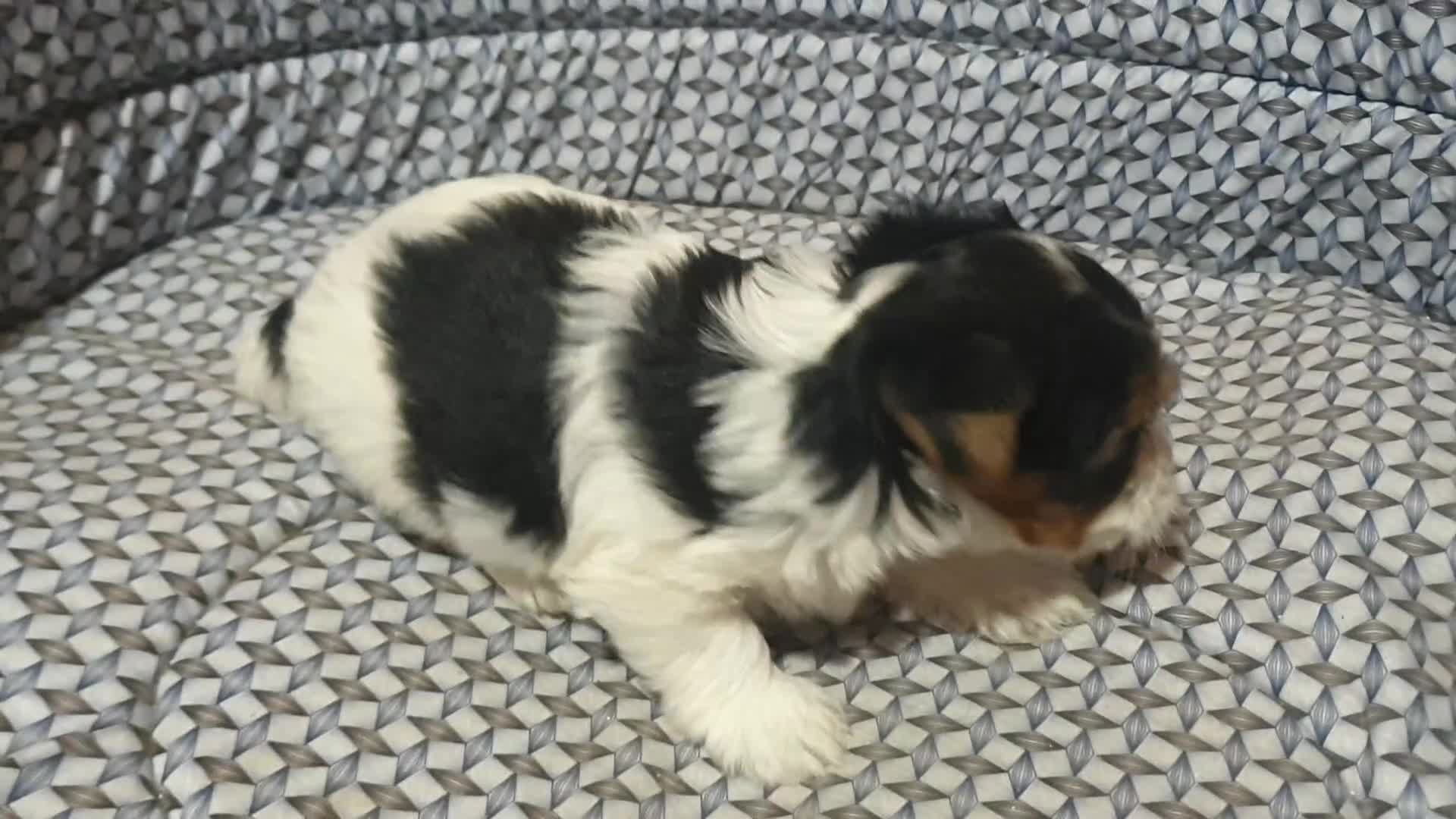 Biewer Yorkshire Terrier a la Pom Pon perros en venta: Biewer con pedigree - Video 2