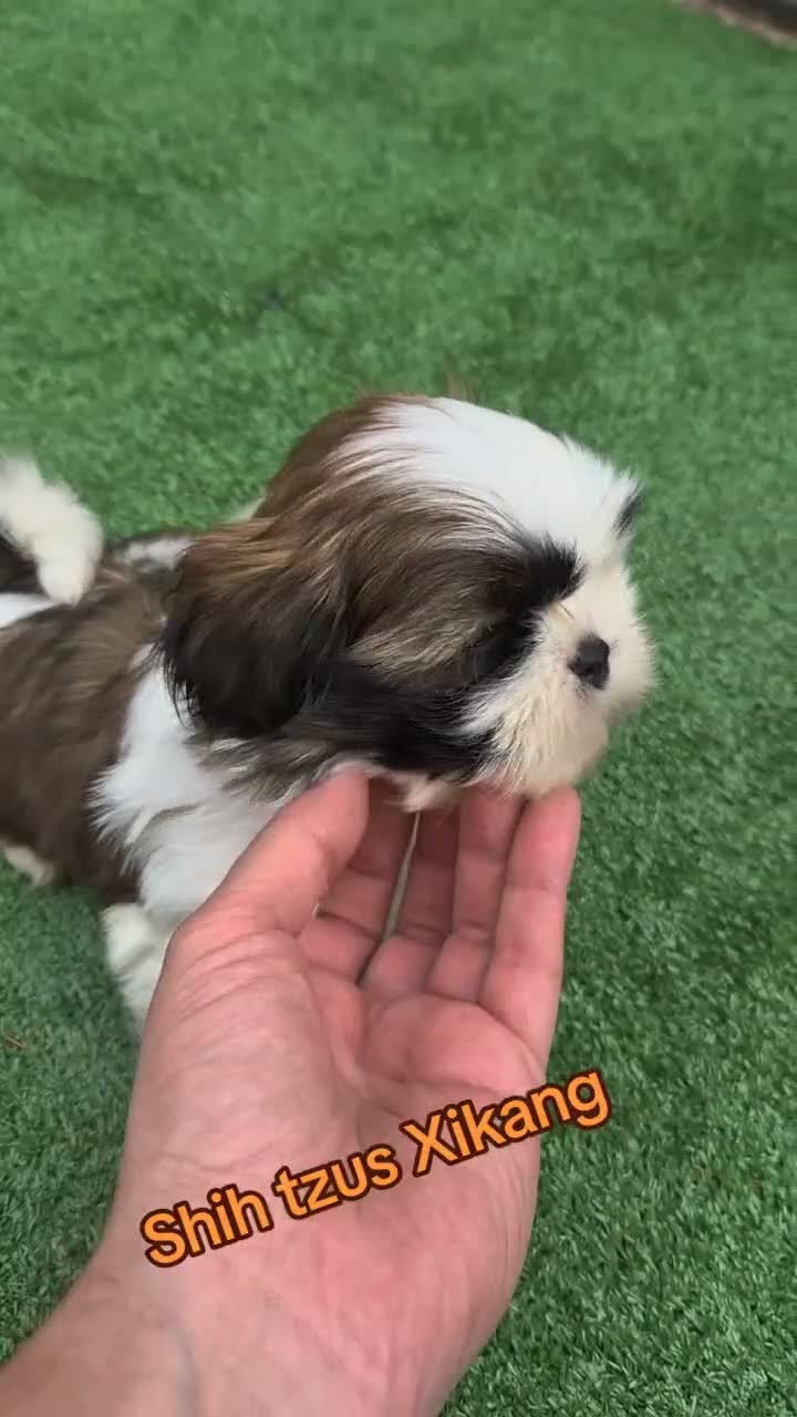 Shih Tzu perros en venta: Shih tzus - Video 1