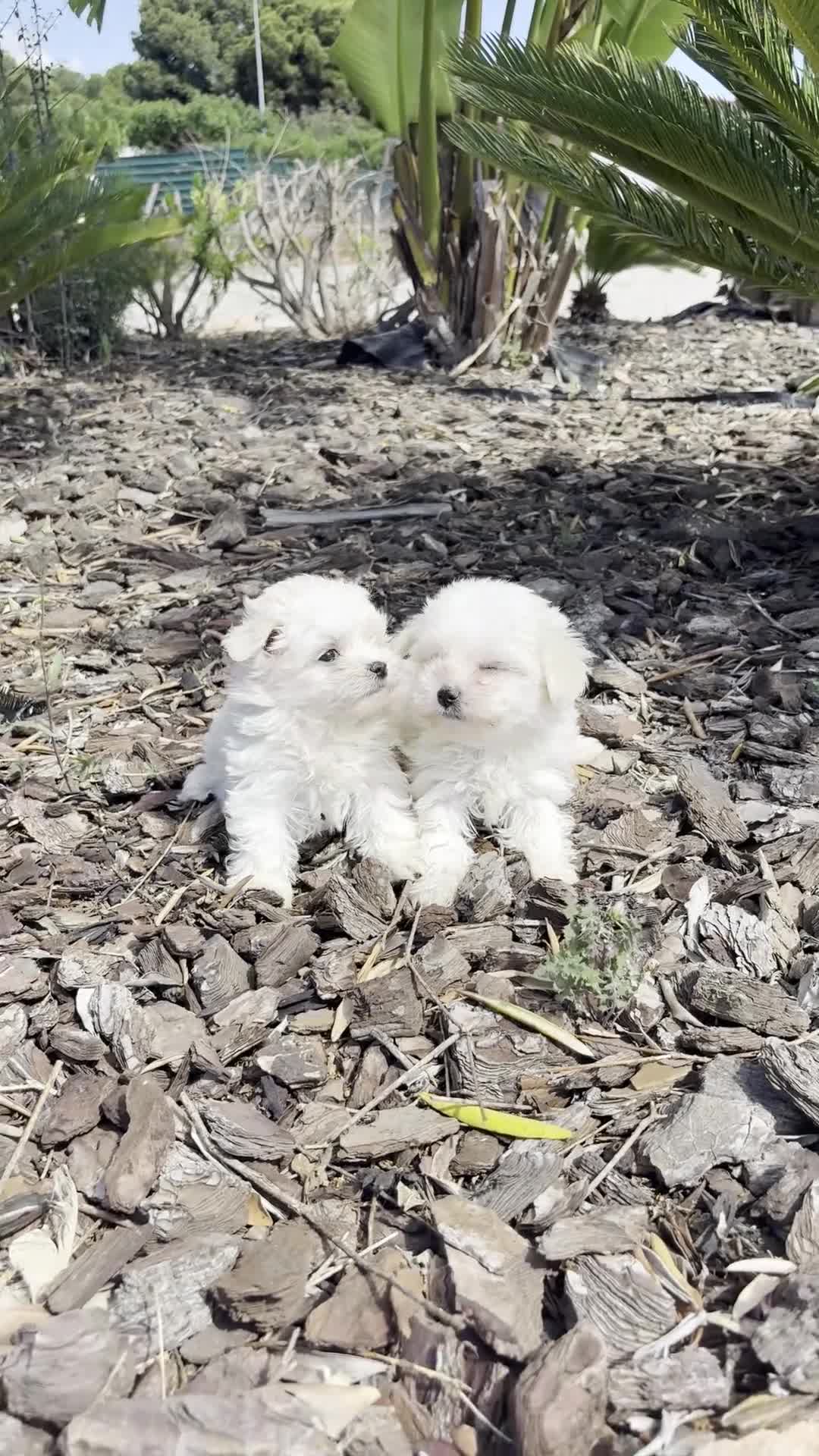 Bichón Maltés perros en venta: BICHON MALTES  - Video 1