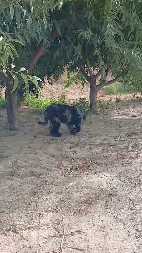 Perro de Agua Español perros en venta: PERRO DE AGUA ESPAÑOL - Video 1