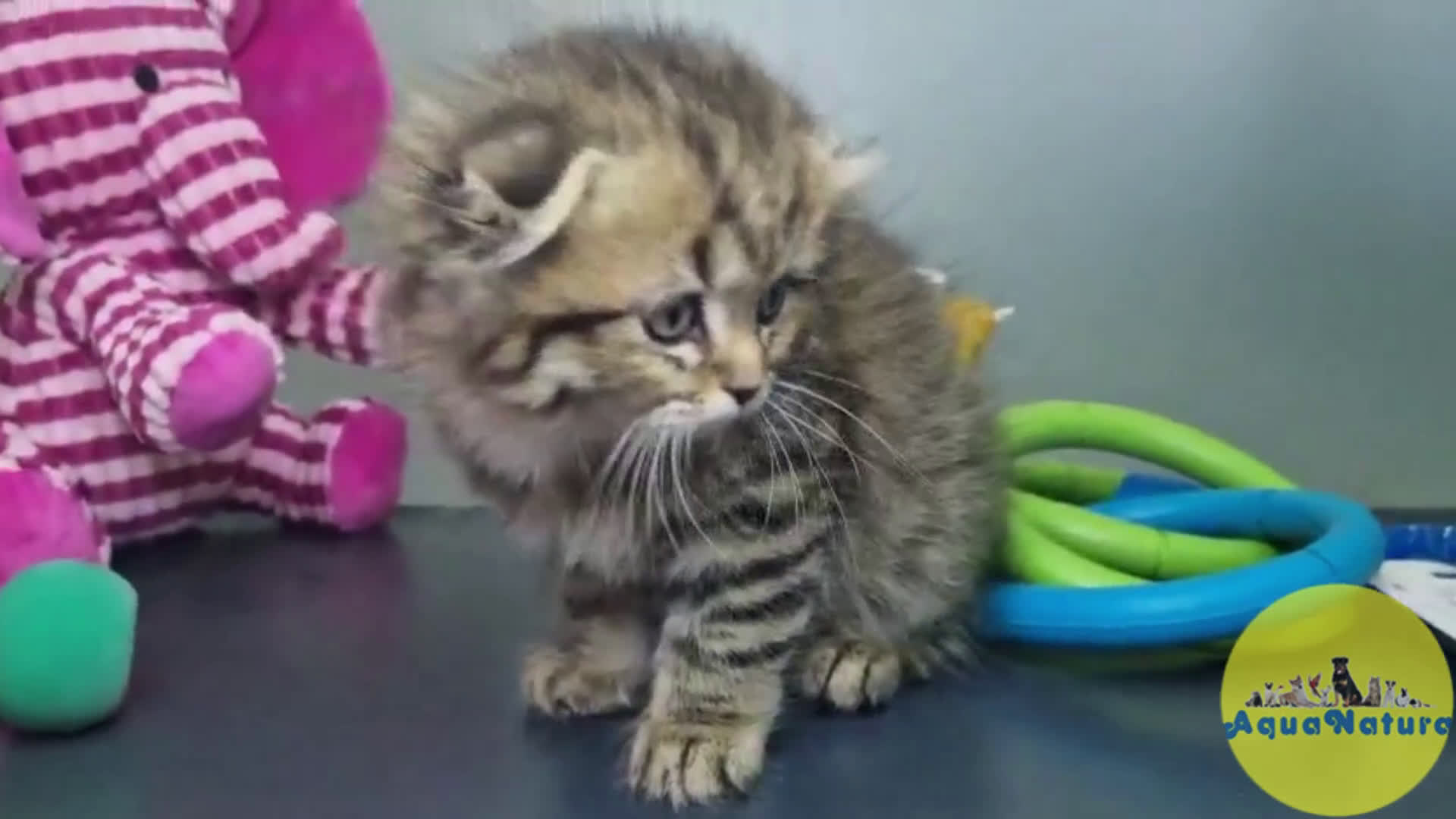 Scottish Fold gatos en venta: Scottish Fold Longhair Macho 7726 AQUANATURA - Video 1