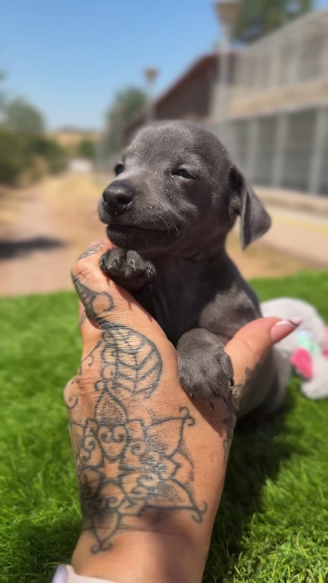 Pequeño Lebrel Italiano perros en venta: Piccolo italiano  - Video 2