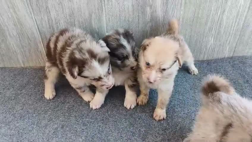 Raza Mixta perros en venta: BORDERPOM (BORDER COLLIE + POMERANIA) MACHOS - Video 1