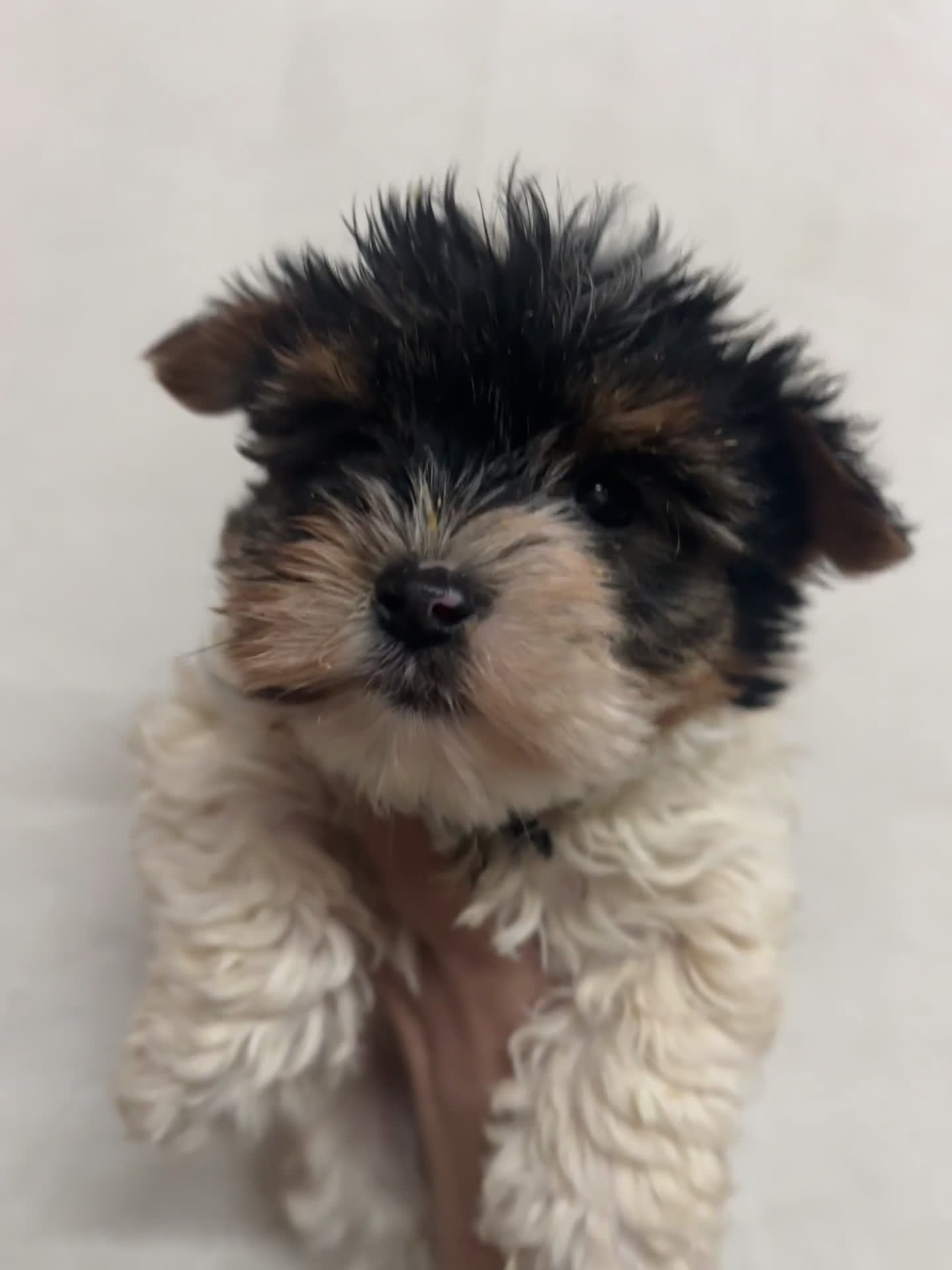 Biewer Yorkshire Terrier a la Pom Pon perros en venta: Biewer yorkshire - Video 1