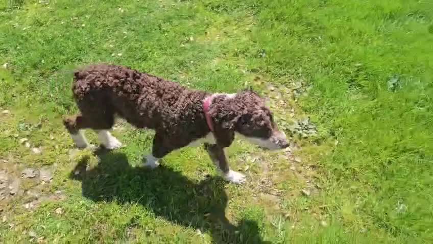 Perro de Agua Español perros en venta: Perro de aguas 8 meses - Video 1