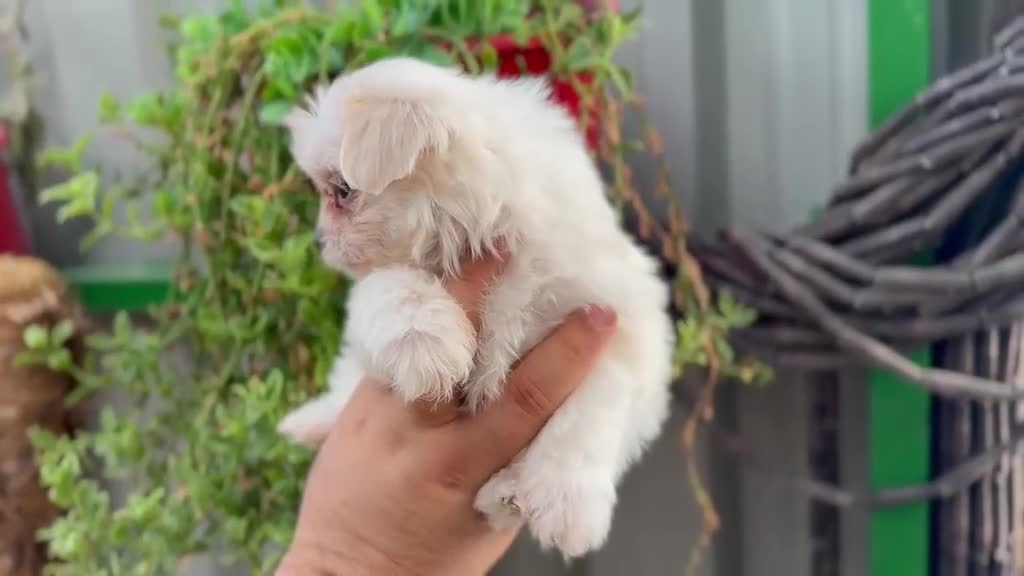 Bichón Maltés perros en venta: Bichón maltés - Video 5