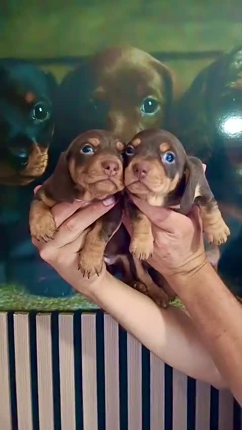 Teckel Miniatura perros en venta: Espectacular cachorra Teckel mink chocolate fuego  - Video 1