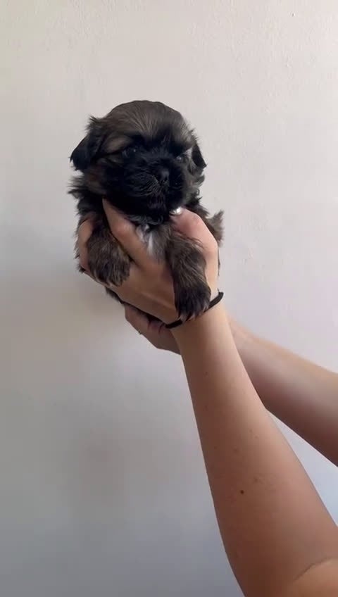 Shih Tzu perros en venta: Machito en venta de shitzu  - Video 1