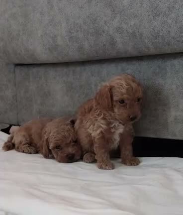 Caniche Toy perros en venta: caniche toy - Video 4