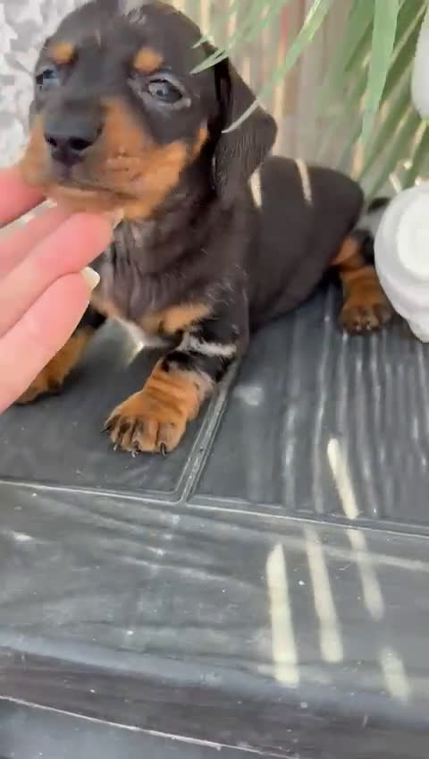 Teckel Miniatura perros en venta: Teckel miniatura  - Video 2