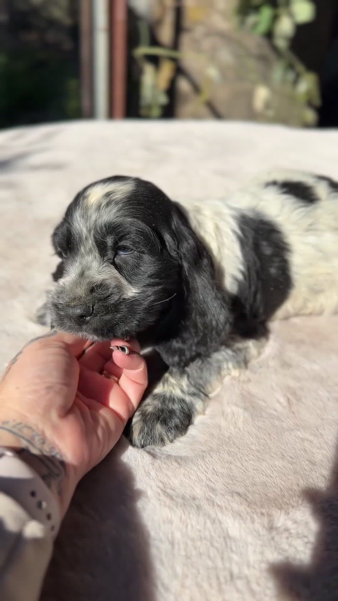 Cocker Spaniel Inglés perros en venta: Cocker ruano macho  - Video 1