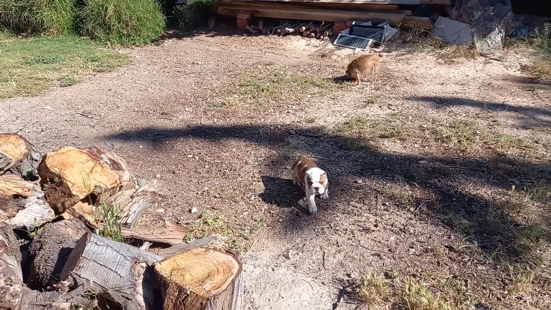 Bulldog Inglés perros en venta: Cachorro bulldog ingles  - Video 1
