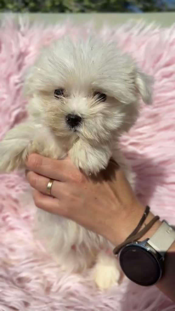 Bichón Maltés perros en venta: Preciosa bichon maltés 🐾 - Video 1