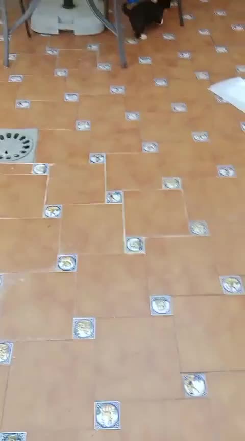 Perro de Agua Español perros en venta: Ultima Hembra BICOLOR  - Video 1