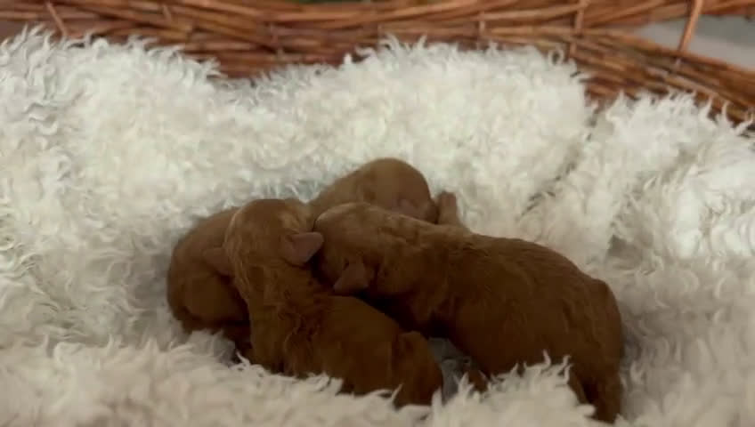 Caniche Toy perros en venta: CANICHE ROJO - Video 1