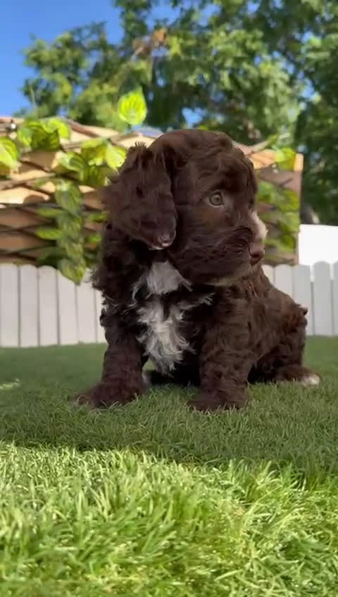 Perro de Agua Español perros en venta: PERRO DE AGUA ESPAÑOL HEMBRA - Video 1