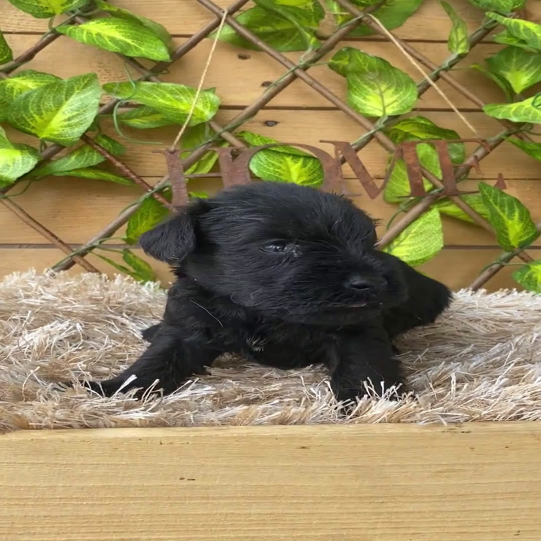 Schnauzer Miniatura perros en venta: Camada de Romie - Video 3