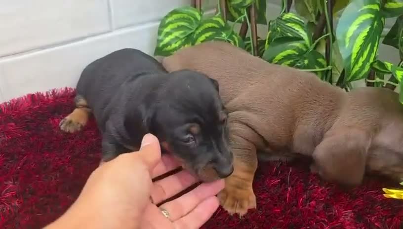 Teckel Miniatura perros en venta: Teckel Miniatura - Video 3