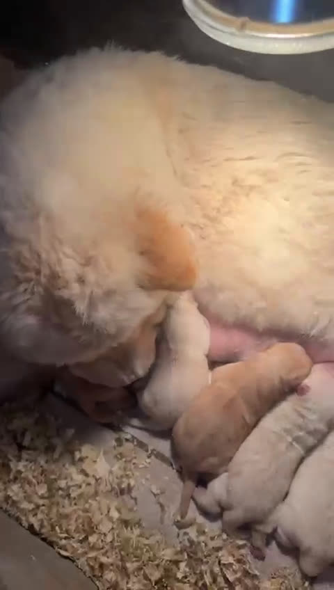 Chow Chow perros en venta: Chow chow espectaculares para febrero  - Video 1