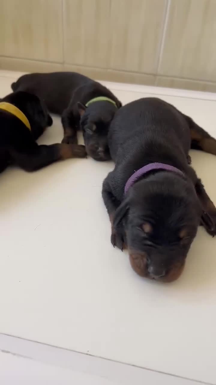 Dobermann perros en venta: Doberman europeo  - Video 1