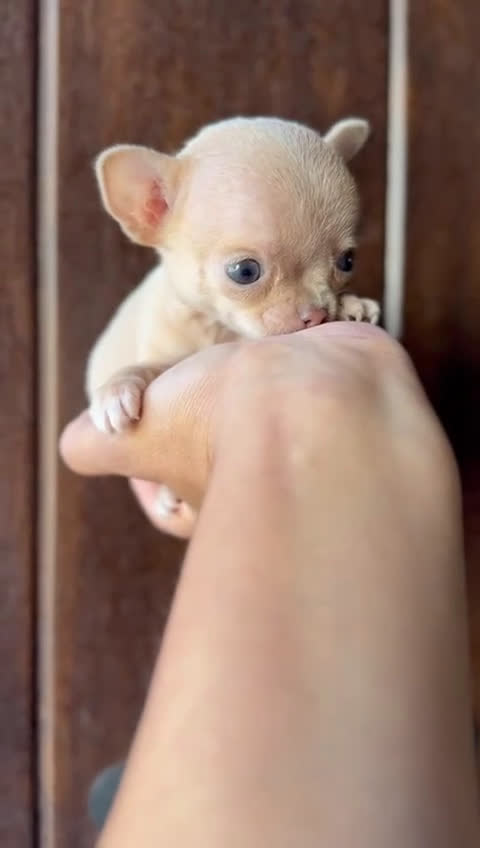 Chihuahua perros en venta: CHIHUAHUA HEMBRA - Video 3