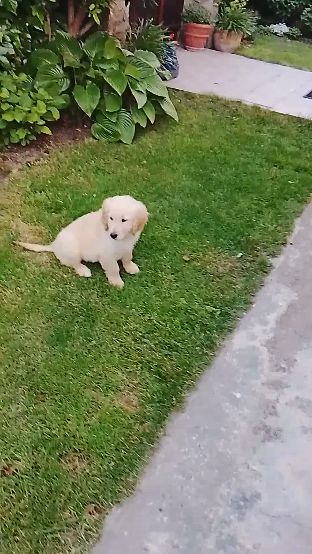 Golden Retriever perros en venta: Cachorro de golden retriever. - Video 1