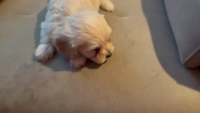 Maltipoo perros en venta: MALTIPOO - Video 3