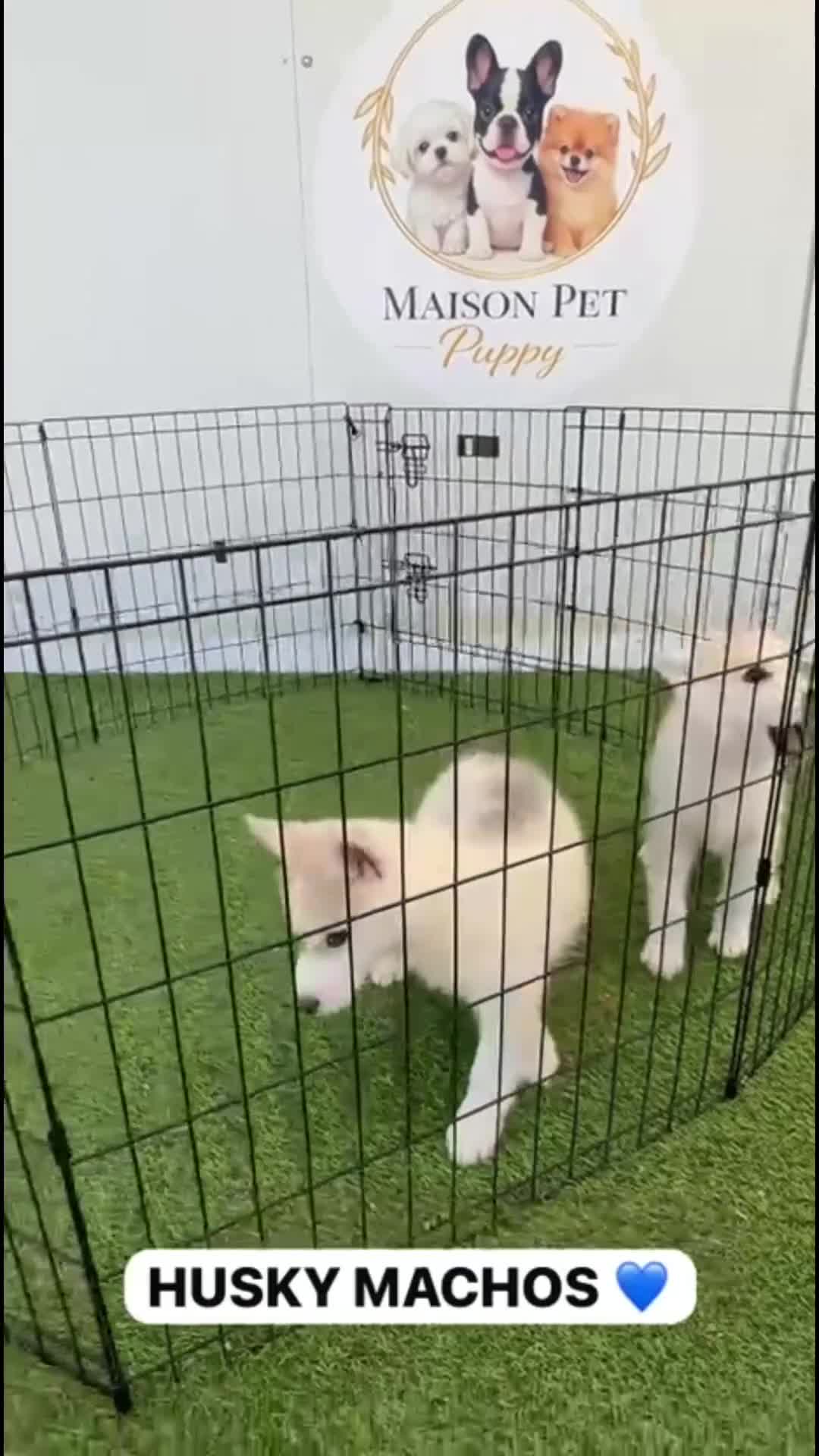 Husky Siberiano perros en venta: CACHORRITOS DE HUSKY DISPONIBLES  - Video 1