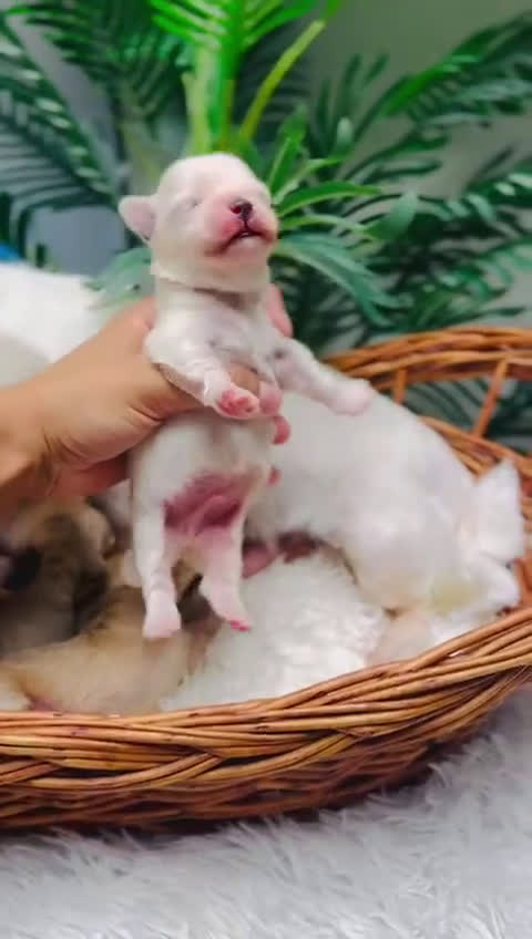 Maltipoo perros en venta: MALTIPOO - Video 3