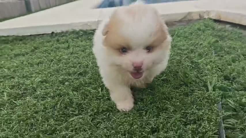 Pomerania perros en venta: Pomerania - Video 2