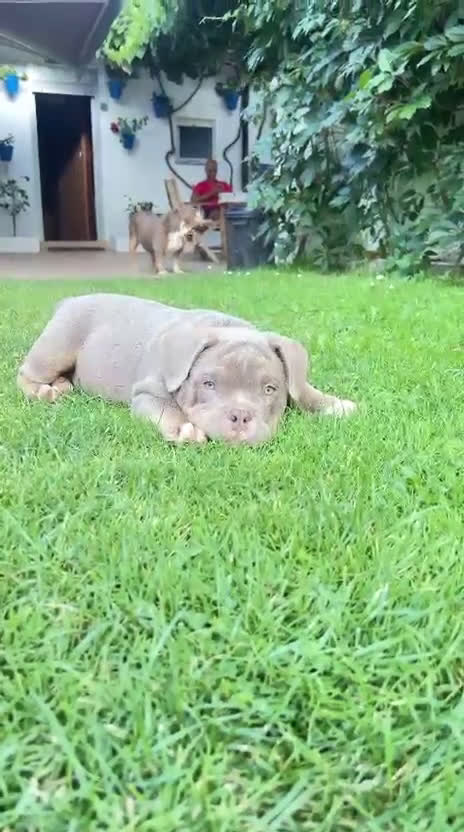 American Bully perros en venta: American bully bebés preciosos - Video 1