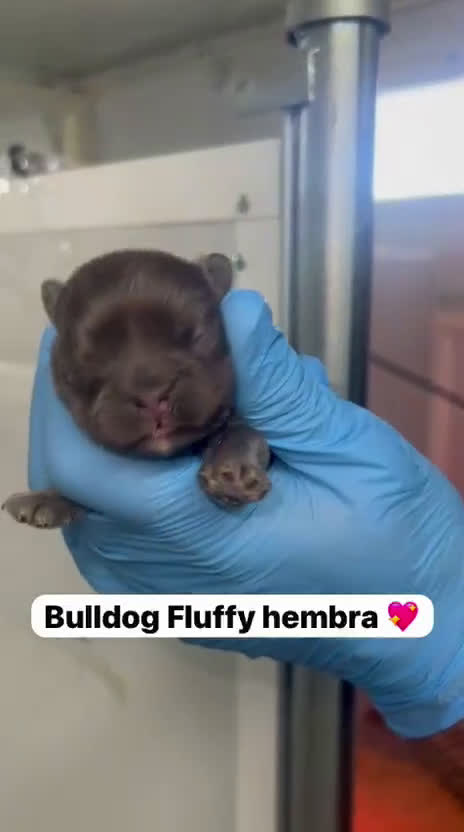 Bulldog Francés perros en venta: CAMADA DE PRECIOSOS BULLDOG FRANCÉS FLUFFY  - Video 2