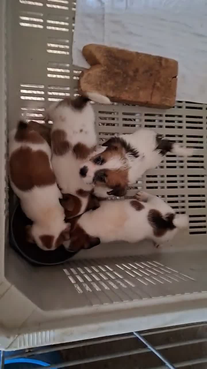 Jack Russell Terrier perros en venta: Jack Russell terrier - Video 1