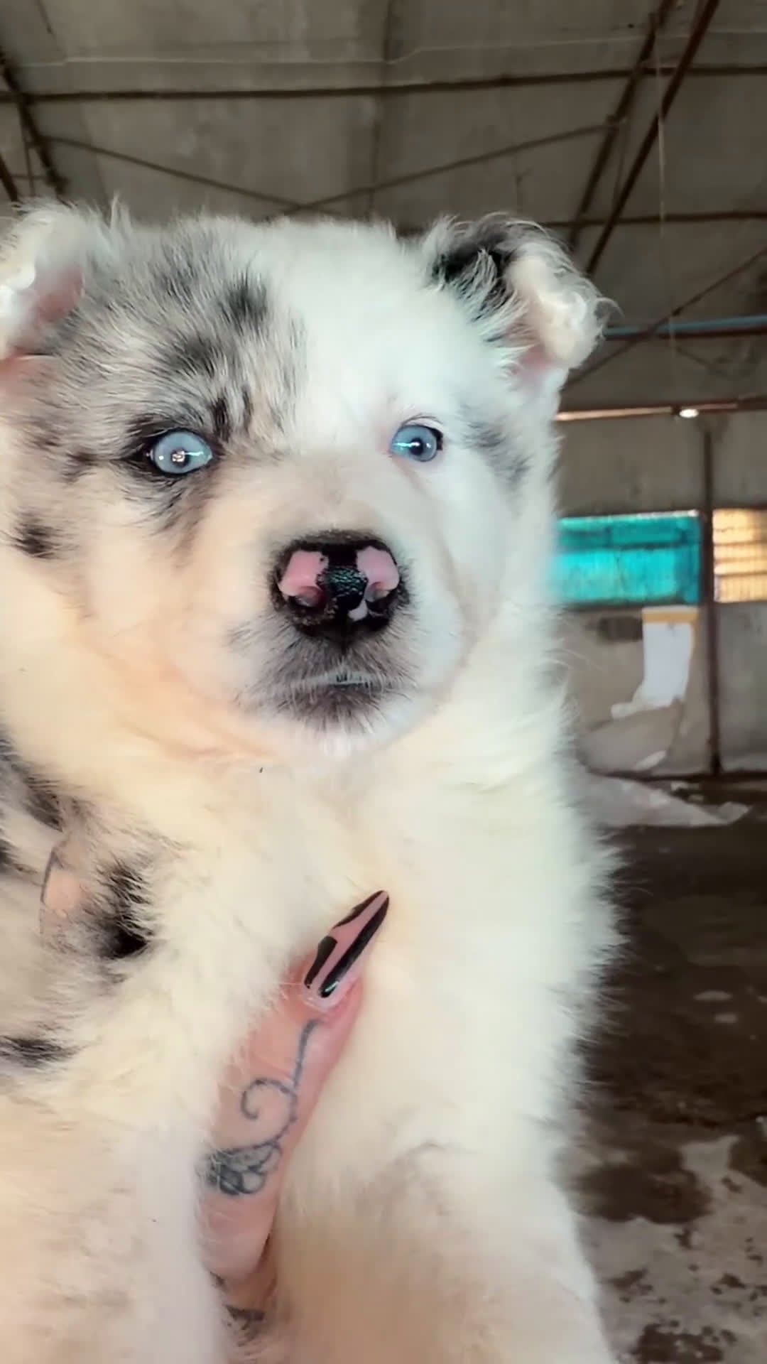 Border Collie perros en venta: Border colllie Merle  - Video 1