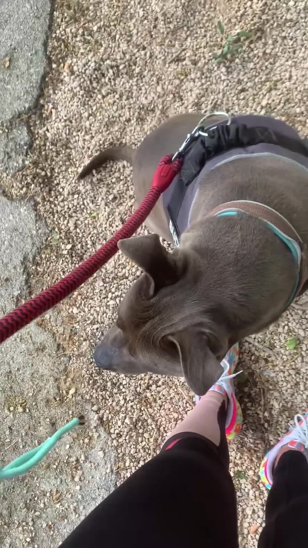 Staffordshire Bull Terrier perros en adopcion: MANÉ ❤️ en Adopción  - Video 1