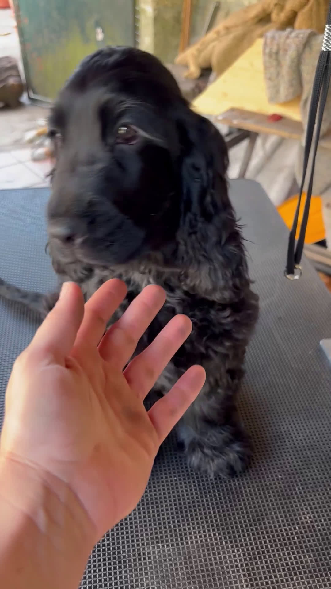 Cocker Spaniel Inglés perros en venta: Últimos cachorros cocker spaniel inglés  - Video 1