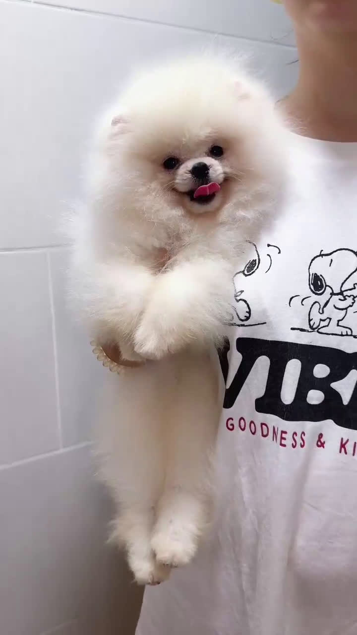Pomerania perros en venta: Pomerania auténtico 5meses  - Video 1