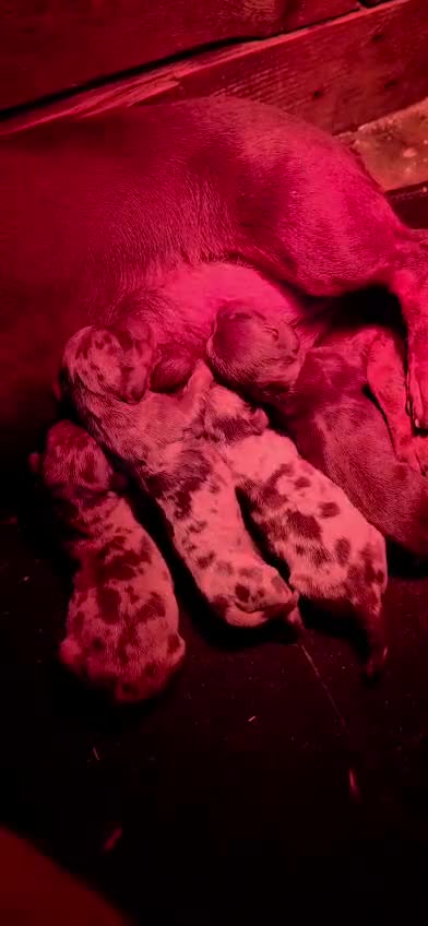 Teckel Miniatura perros en venta: Teckel miniatura merle chocolate - Video 1