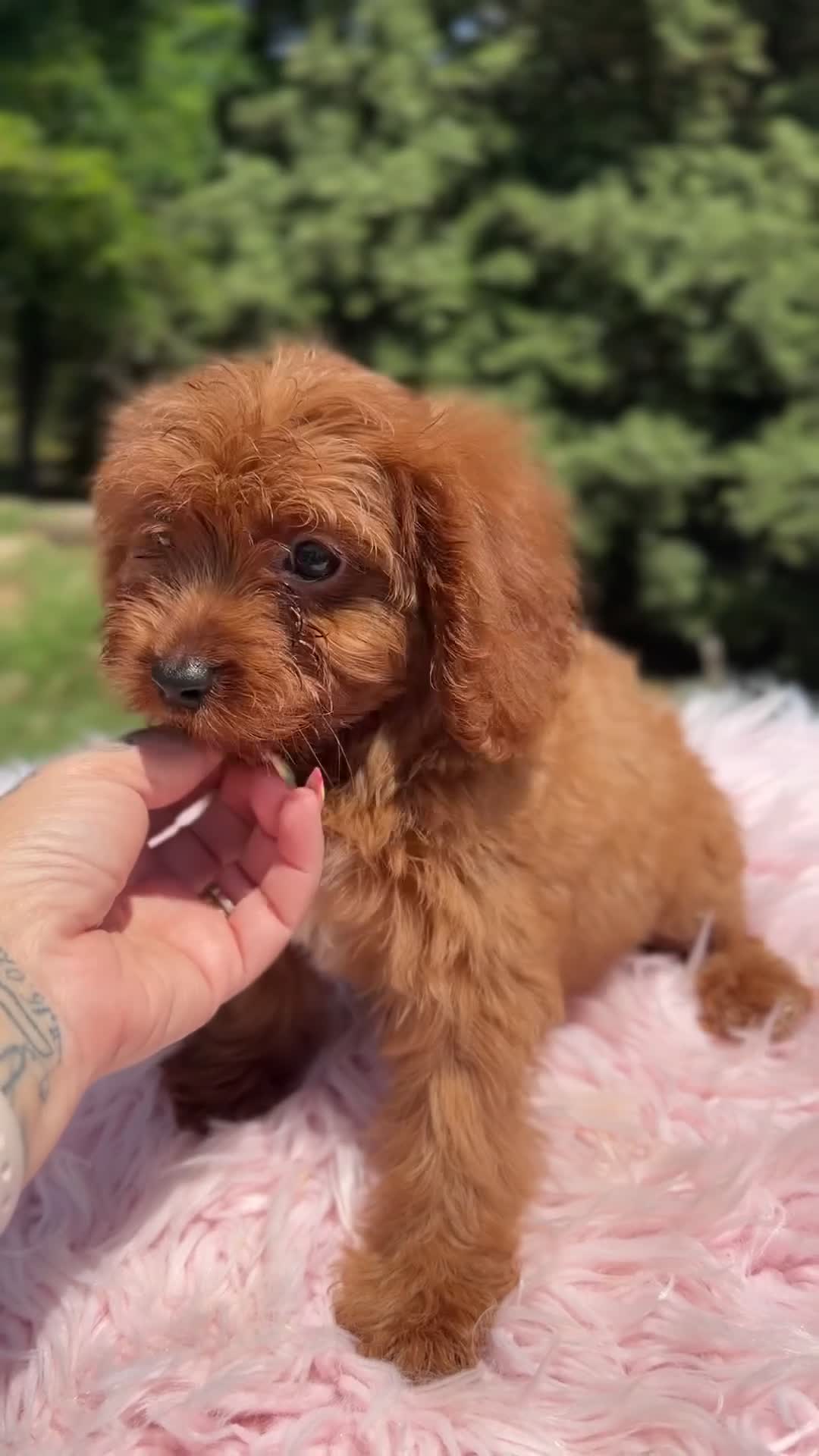 Cavapoo perros en venta: Cavapoo roja  - Video 1