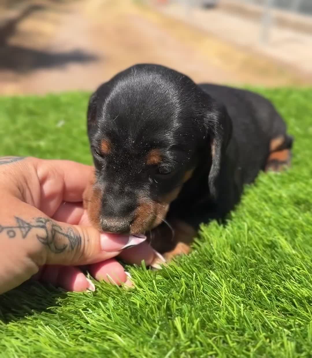 Teckel Miniatura perros en venta: Teckel mini  - Video 2